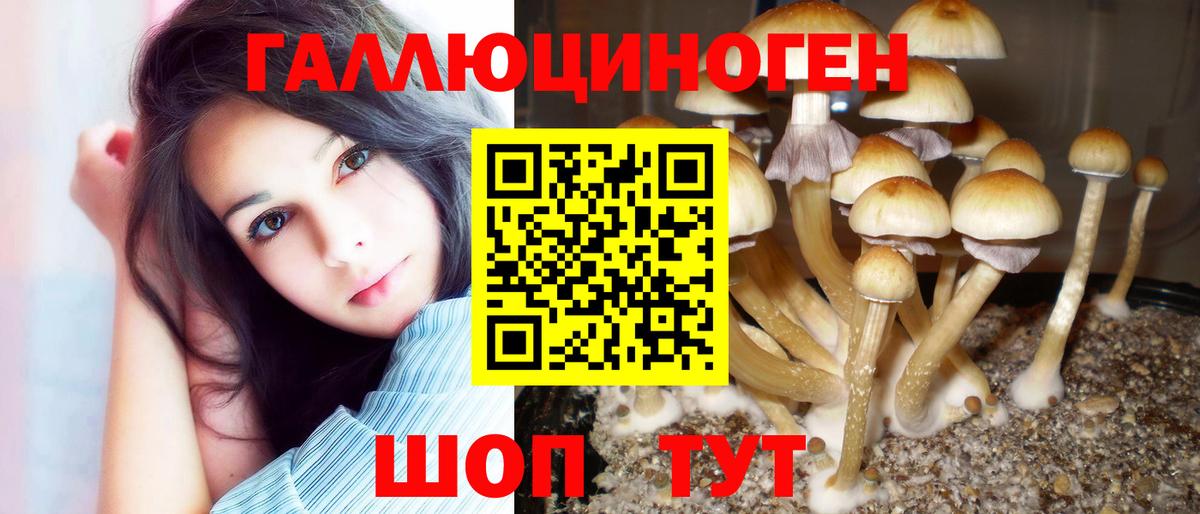 Галлюциногенные грибы Psilocybe Кореновск
